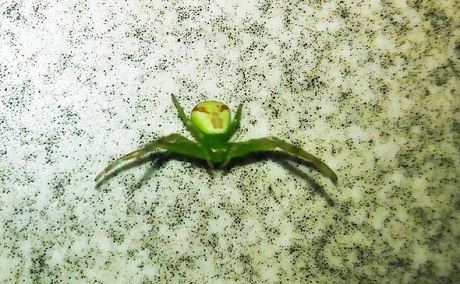 alien face spider