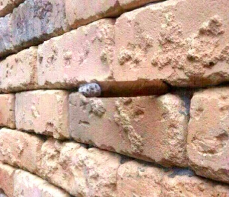 brick wall optical illusion