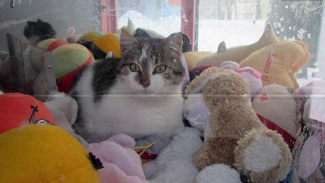 cat in claw machine